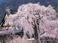 身延山久遠寺の桜の写真