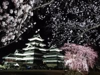 国宝 松本城の桜の写真