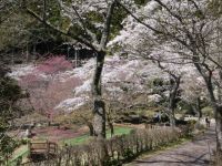 熱海市姫の沢公園の桜の写真
