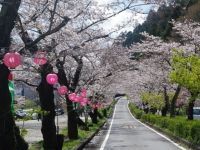家山の桜トンネルの写真