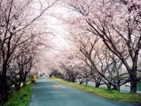 河原町桜堤防の桜の写真