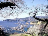 黄金崎公園の桜の写真