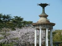 鶴舞公園の桜の写真