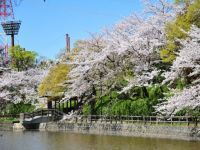 亀城公園（愛知県）の桜の写真