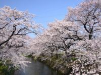 五条川の桜並木の写真