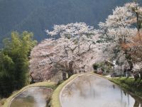 三多気の桜の写真