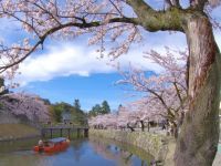 彦根城の桜の写真