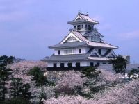 豊公園の桜の写真