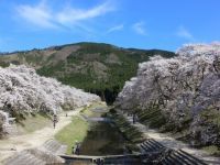 鮎河の千本桜の写真