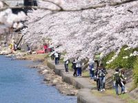 海津大崎の桜の写真