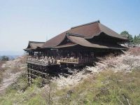 清水寺（京都府）の桜の写真