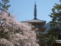 醍醐寺の桜の写真