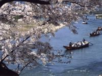 保津峡の桜の写真