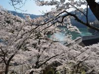 大野ダム公園の桜の写真