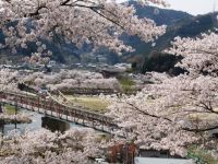 木津川畔の桜の写真
