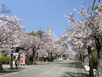 五月山緑地の桜の写真