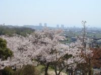 摂津峡公園の桜の写真