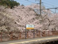 山中渓の桜の写真