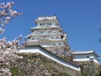 姫路城の桜の写真