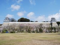 明石公園（兵庫県）の桜の写真