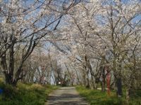 日笠山の桜の写真