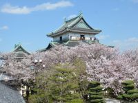 和歌山城の桜の写真