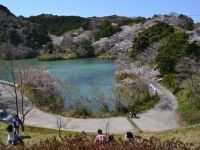 動鳴気峡の桜の写真