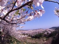 平草原公園の桜の写真