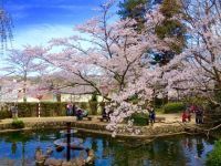 打吹公園の桜の写真