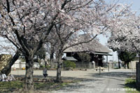 薬師神社の桜の写真