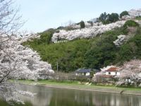 三刀屋川河川敷の桜の写真