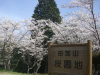 由加山桜園地の桜の写真