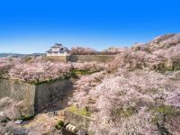 津山城（鶴山公園）の桜の写真