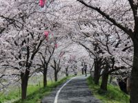 井原堤の桜の写真