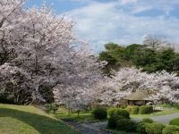 ときわ公園の桜の写真
