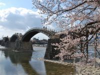 錦帯橋・吉香公園の桜の写真
