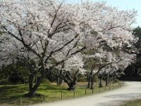 特別名勝 栗林公園の桜の写真