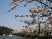 亀鶴公園の桜の写真