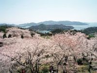 開山公園の桜の写真