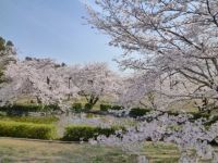 すすきヶ原入野公園の桜の写真