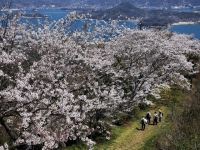 積善山三千本桜の写真