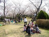 為松公園の桜の写真