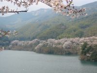 昭和池公園の桜の写真