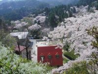 油山市民の森の桜の写真