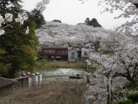 勝盛公園の桜の写真