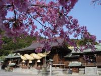 宮地嶽神社の桜の写真