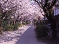 秋月 杉の馬場の桜の写真