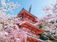 清水公園（福岡県）の桜の写真