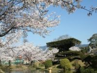 小城公園の桜の写真