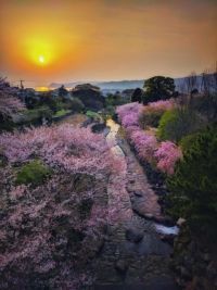 橘公園の桜の写真